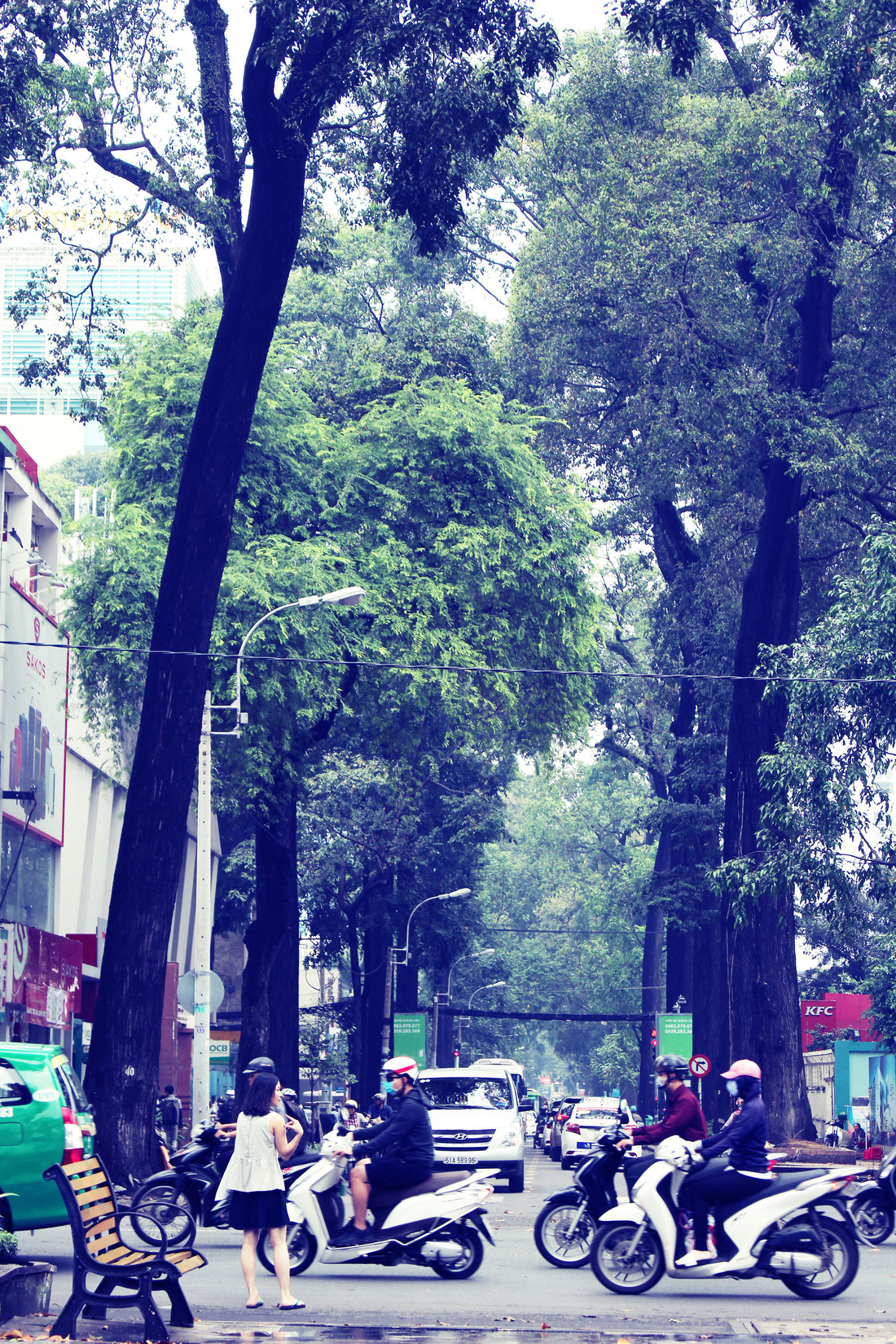 Những con đường rợp bóng cây cổ thụ ở Sài Gòn - Ảnh 6.