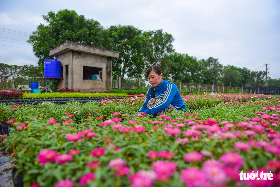 Xem hoa, chó Phú Quốc trước ngày lên đường hoa Nguyễn Huệ - Ảnh 6.