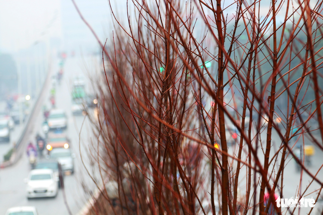 Trồng hàng trăm cây phong lá đỏ trên đường phố Hà Nội - Ảnh 4.