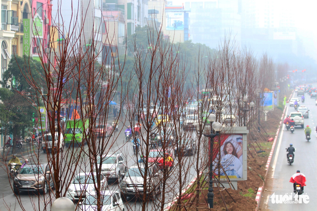 Trồng hàng trăm cây phong lá đỏ trên đường phố Hà Nội - Ảnh 5.