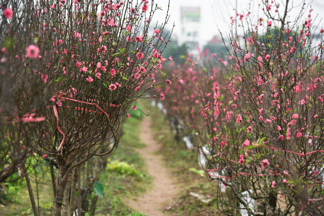 Vườn đào Nhật Tân rực sắc hồng đón Tết - Ảnh 1.