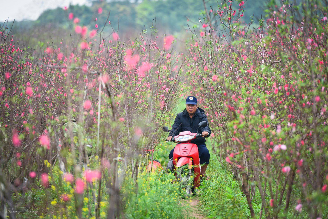 Vườn đào Nhật Tân rực sắc hồng đón Tết - Ảnh 2.