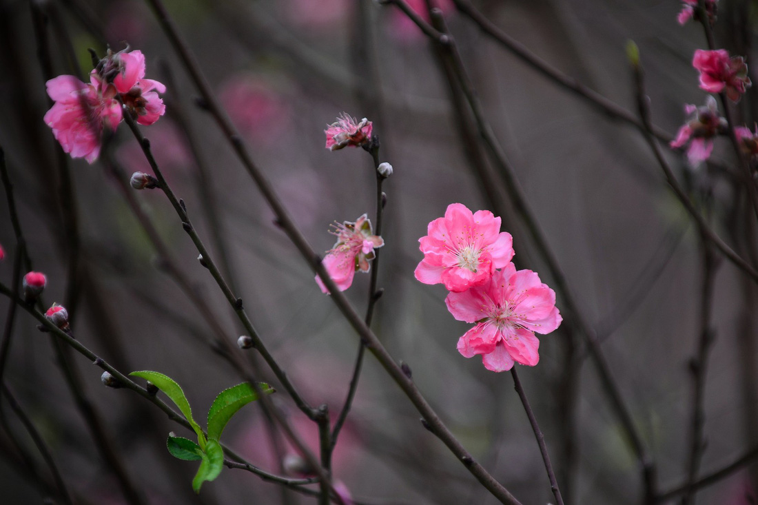 Vườn đào Nhật Tân rực sắc hồng đón Tết - Ảnh 5.