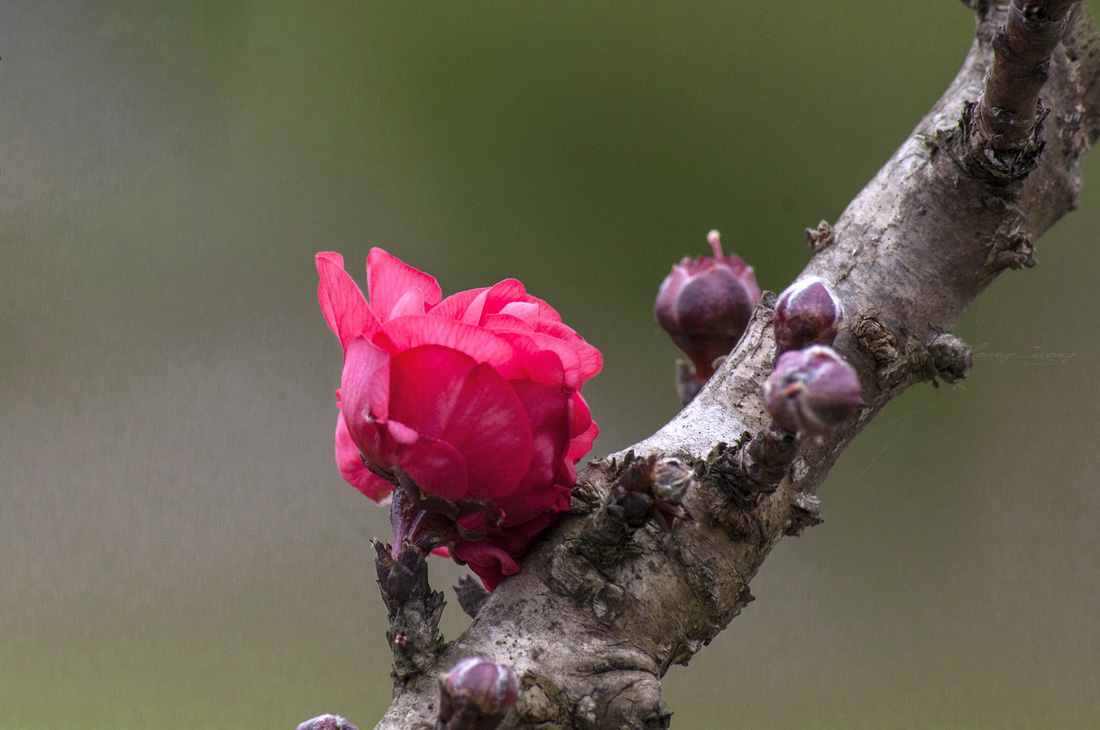 Vườn đào Nhật Tân rực sắc hồng đón Tết - Ảnh 6.