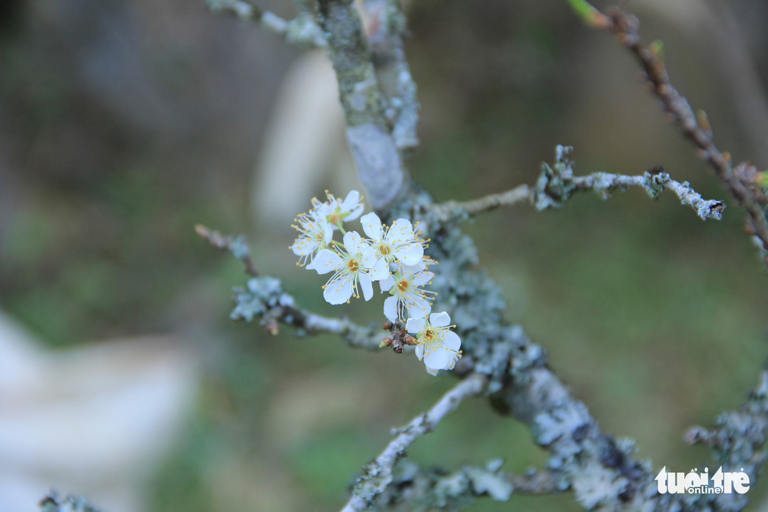 Đổ xô săn hoa đào, hoa mận núi rừng Tây Bắc - Ảnh 11.