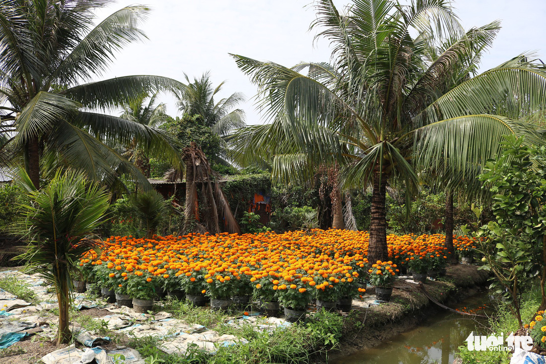 Hàng triệu giỏ hoa Mỹ Tho đang đổ về Sài Gòn, Bình Dương, Tây Ninh... - Ảnh 2.