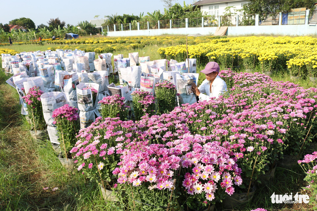 Hàng triệu giỏ hoa Mỹ Tho đang đổ về Sài Gòn, Bình Dương, Tây Ninh... - Ảnh 6.