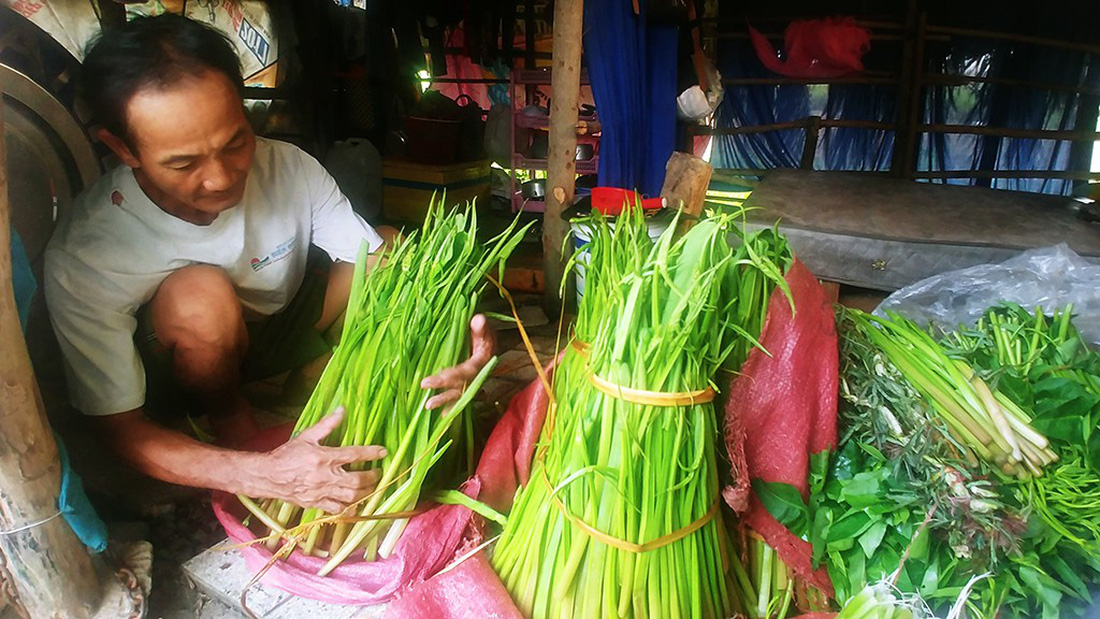 ông nguyễn văn năm sửa sang những bó rau dại để bán đặc sản - ảnh quốc việt