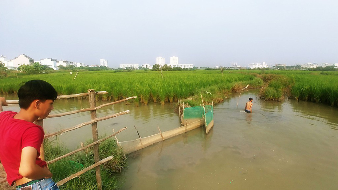 Làm ruộng ở quận 2, giữa lòng khu đất vàng  - Ảnh 3.