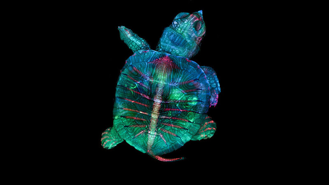 Ngỡ ngàng vẻ đẹp của phôi thai rùa, cá sấu dưới kính hiển vi - Ảnh 1.