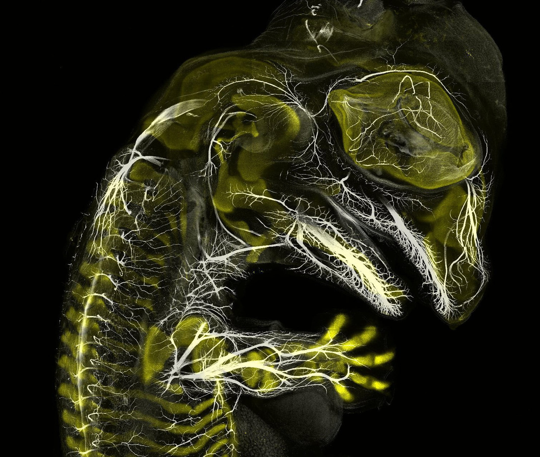 Ngỡ ngàng vẻ đẹp của phôi thai rùa, cá sấu dưới kính hiển vi - Ảnh 3.
