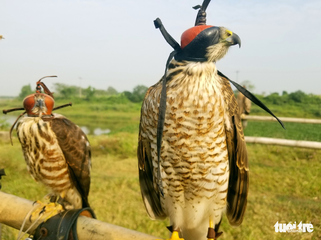 Mãn nhãn với những chú chim săn mồi sải cánh dũng mãnh - Ảnh 8.