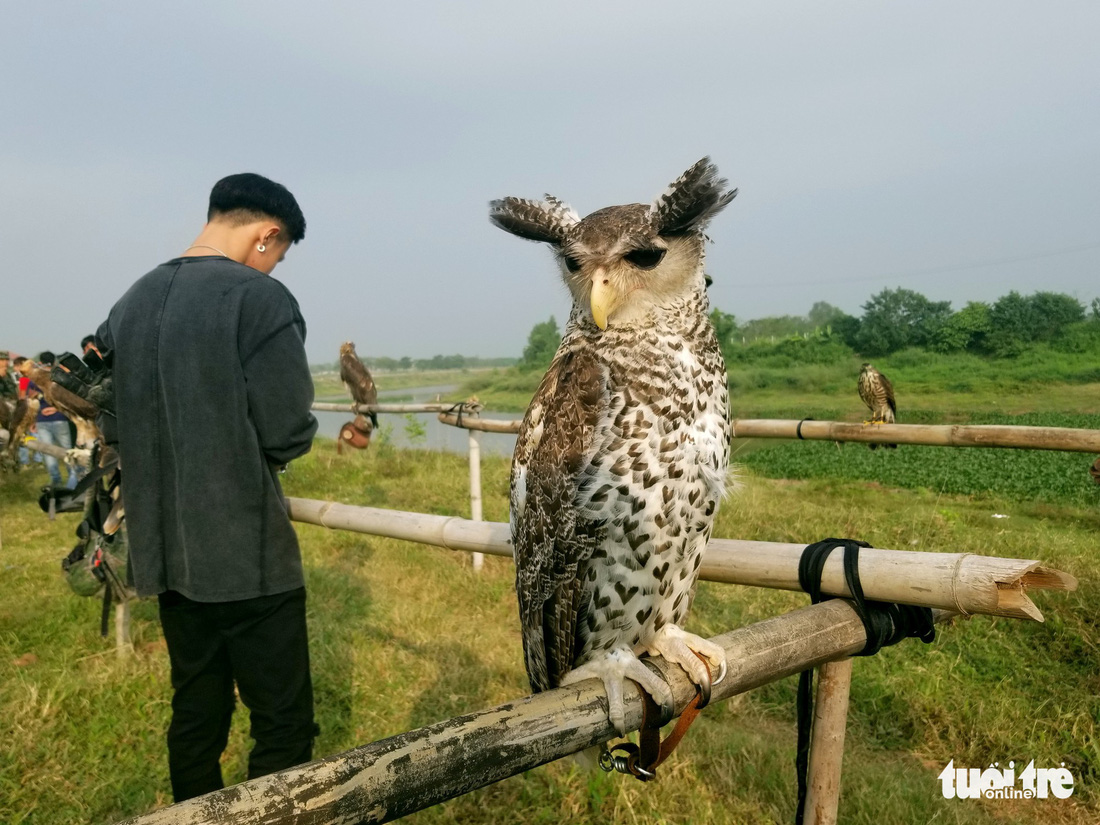 Mãn nhãn với những chú chim săn mồi sải cánh dũng mãnh - Ảnh 10.