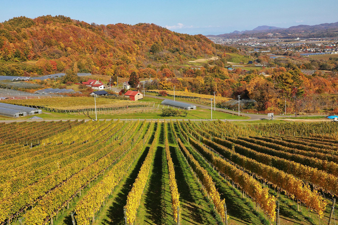 Thu vàng lộng lẫy của Hokkaido - gặp một lần đã là diễm phúc - Ảnh 7.