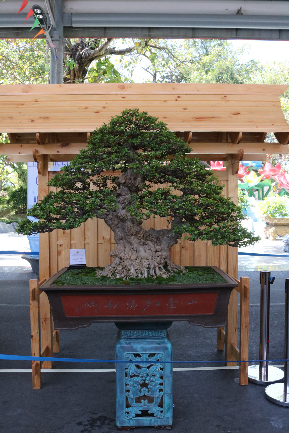 Chiêm ngưỡng những tác phẩm bonsai, suiseki tiền tỉ - Ảnh 9.
