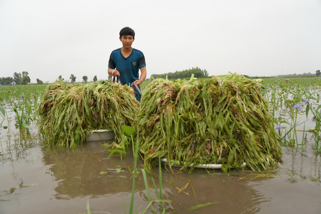 Nhổ hẹ mùa nước nổi - Ảnh 5.