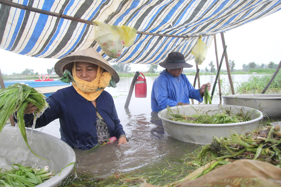 Nhổ hẹ mùa nước nổi - Ảnh 4.