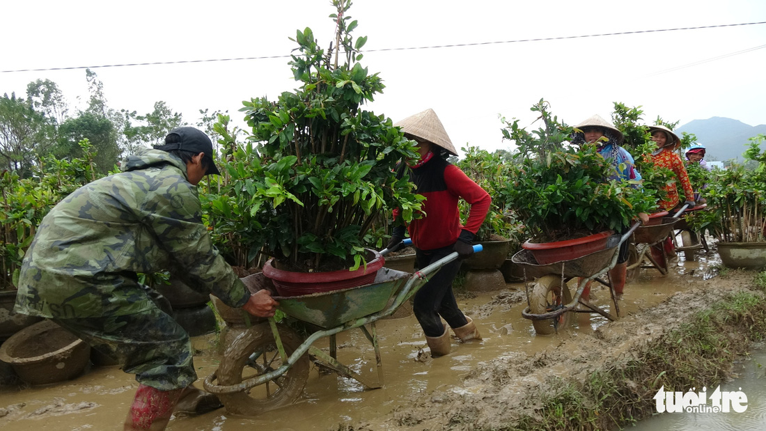 Thủ phủ mai miền Trung đưa mai đi trốn bão - Ảnh 1.