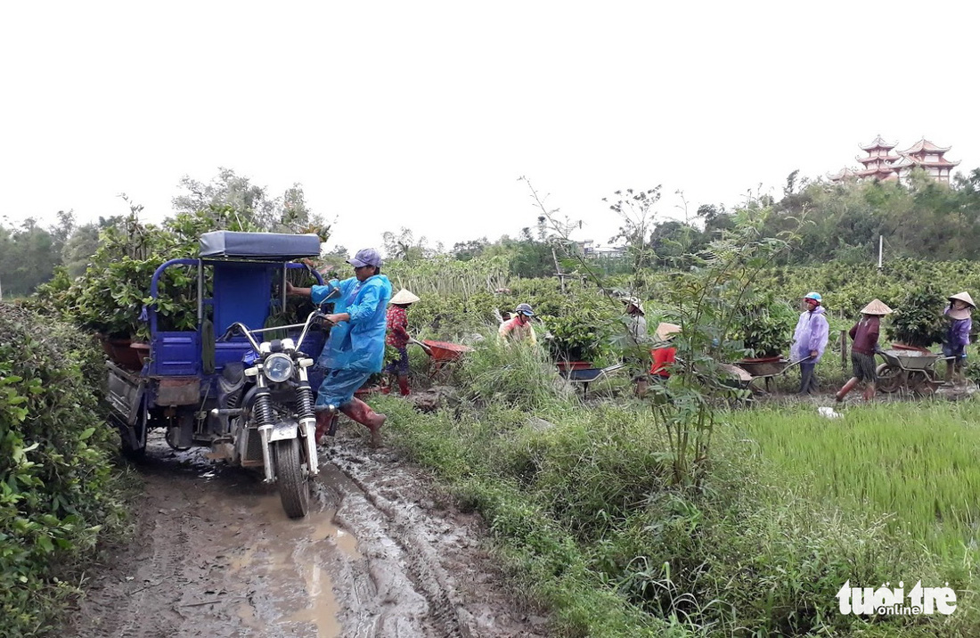 Thủ phủ mai miền Trung đưa mai đi trốn bão - Ảnh 6.