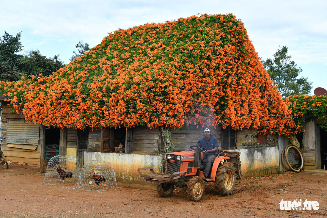 Ngôi nhà phủ hoa chùm ớt ở Lâm Đồng đã không còn - Ảnh 1.