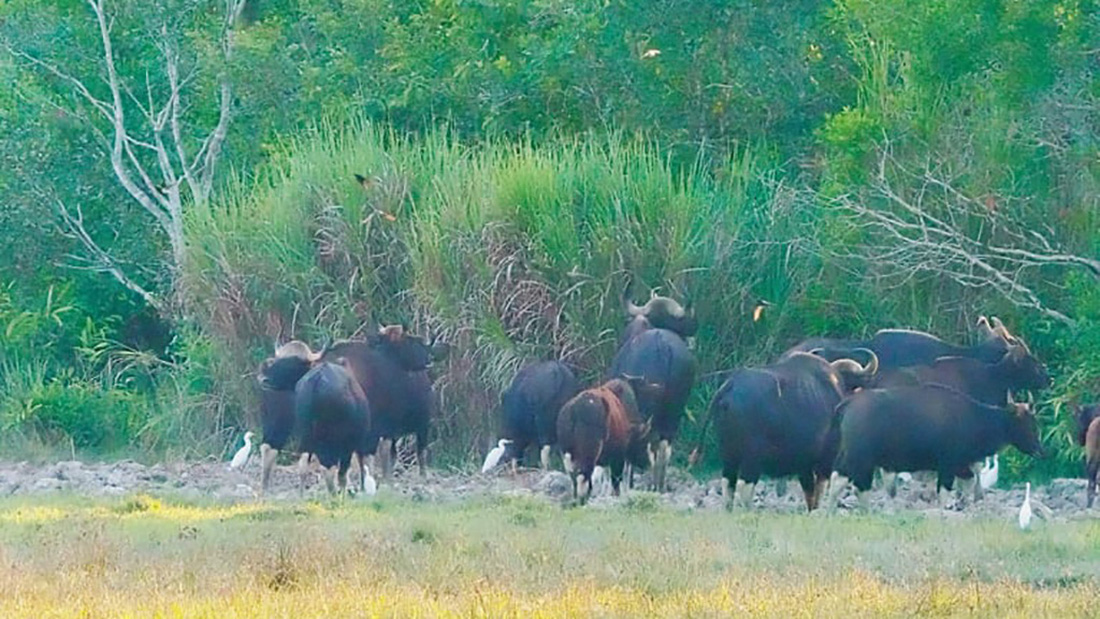 Đàn bò tót đẹp đến sững sờ ở Nam Cát Tiên đã lọt vô ống kính Tăng A Pẩu - Ảnh 5.