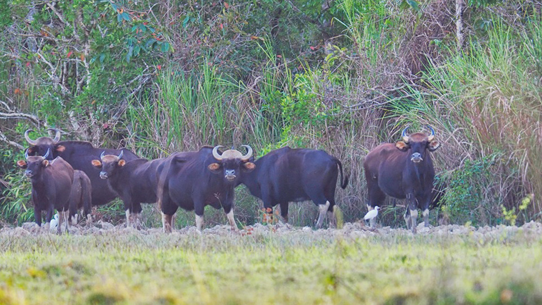 Đàn bò tót đẹp đến sững sờ ở Nam Cát Tiên đã lọt vô ống kính Tăng A Pẩu - Ảnh 7.