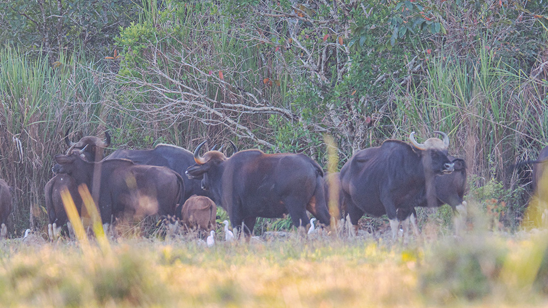 Đàn bò tót đẹp đến sững sờ ở Nam Cát Tiên đã lọt vô ống kính Tăng A Pẩu - Ảnh 10.