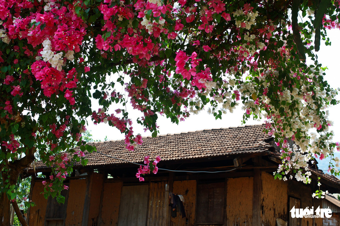 Ngắm hoa giấy bung nở rực rỡ giữa mùa khô Tây Nguyên - Ảnh 3.