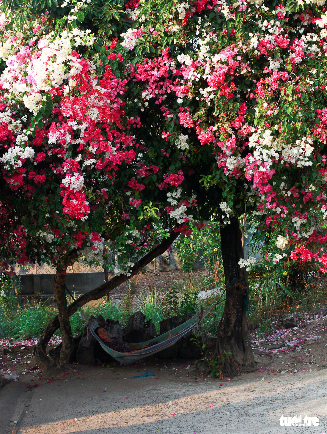 Ngắm hoa giấy bung nở rực rỡ giữa mùa khô Tây Nguyên - Ảnh 2.