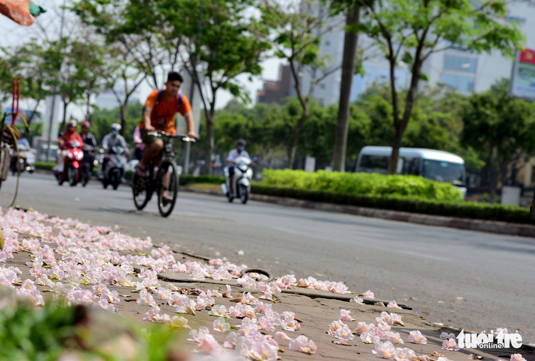 Hoa kèn hồng bung nở sớm, nhuộm tím những góc trời Sài Gòn - Ảnh 4.