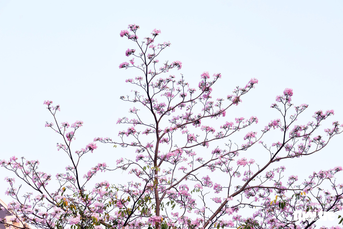 Hoa kèn hồng bung nở sớm, nhuộm tím những góc trời Sài Gòn - Ảnh 9.