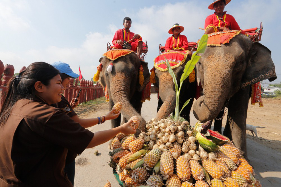 Ngày voi quốc gia Thái Lan: tắm, chơi và ăn rau quả - Ảnh 5.