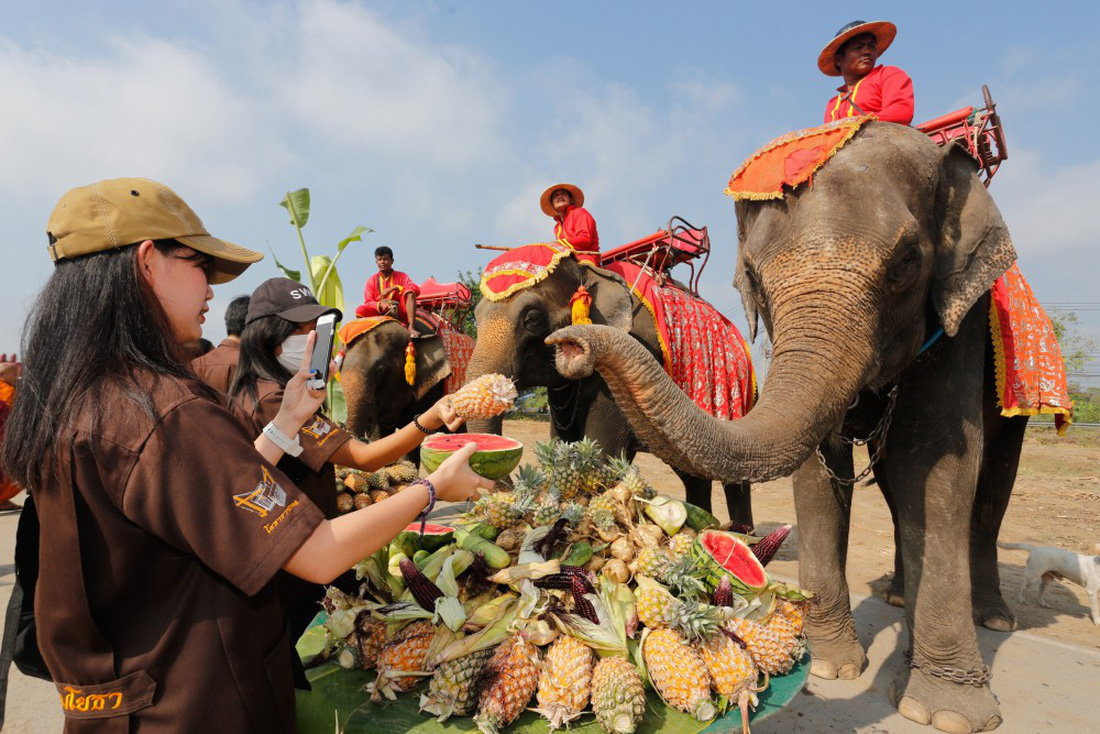 Ngày voi quốc gia Thái Lan: tắm, chơi và ăn rau quả - Ảnh 8.