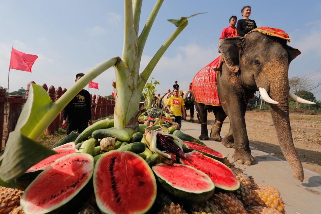 Ngày voi quốc gia Thái Lan: tắm, chơi và ăn rau quả - Ảnh 10.