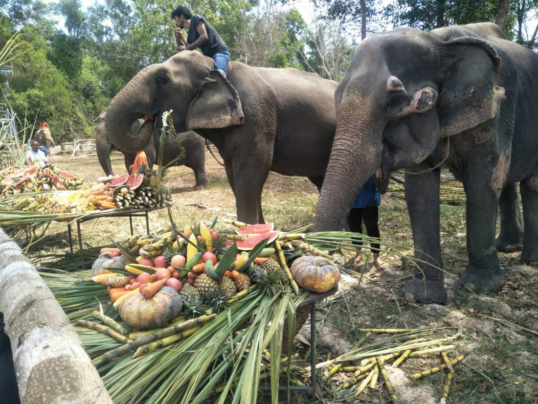 Ngày voi quốc gia Thái Lan: tắm, chơi và ăn rau quả - Ảnh 22.