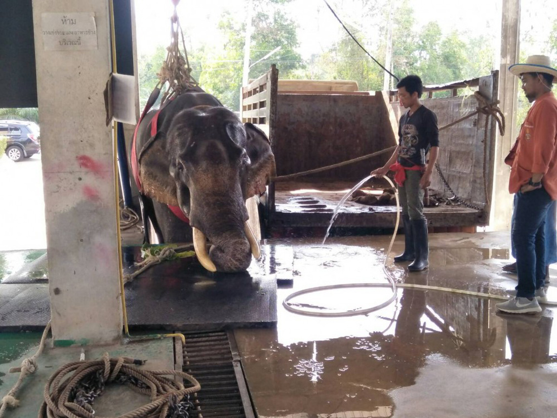 Ngày voi quốc gia Thái Lan: tắm, chơi và ăn rau quả - Ảnh 20.