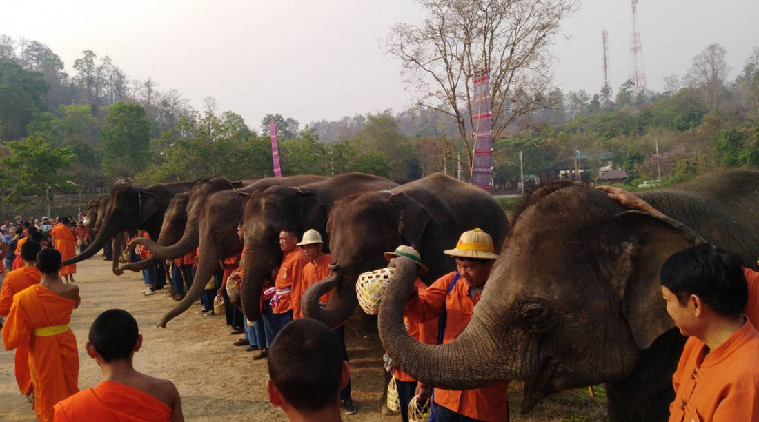 Ngày voi quốc gia Thái Lan: tắm, chơi và ăn rau quả - Ảnh 17.