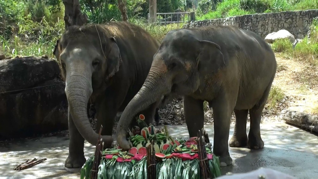 Ngày voi quốc gia Thái Lan: tắm, chơi và ăn rau quả - Ảnh 18.