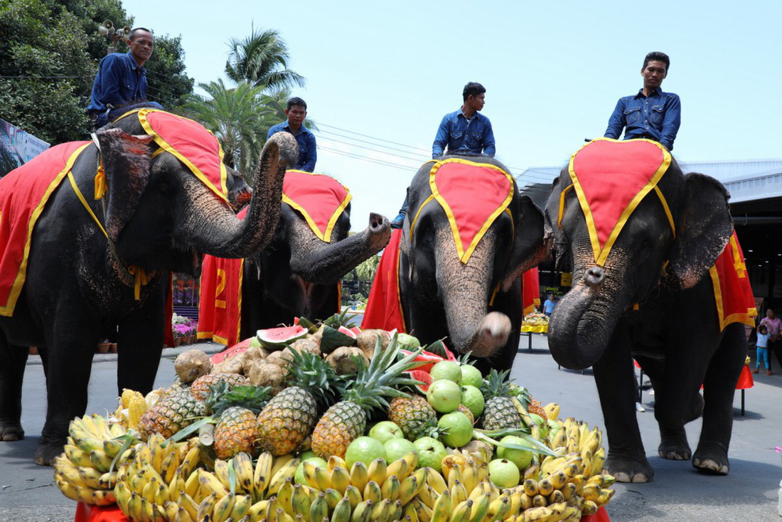 Ngày voi quốc gia Thái Lan: tắm, chơi và ăn rau quả - Ảnh 4.