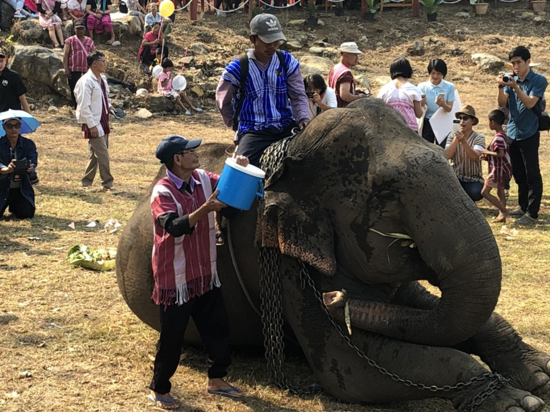 Ngày voi quốc gia Thái Lan: tắm, chơi và ăn rau quả - Ảnh 15.