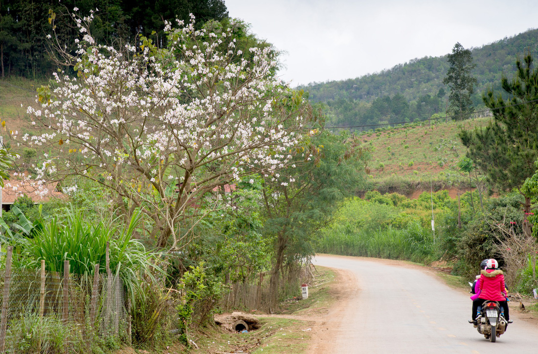 Cung đường 100km ngắm hoa ban rực rỡ miền Tây Bắc - Ảnh 5.