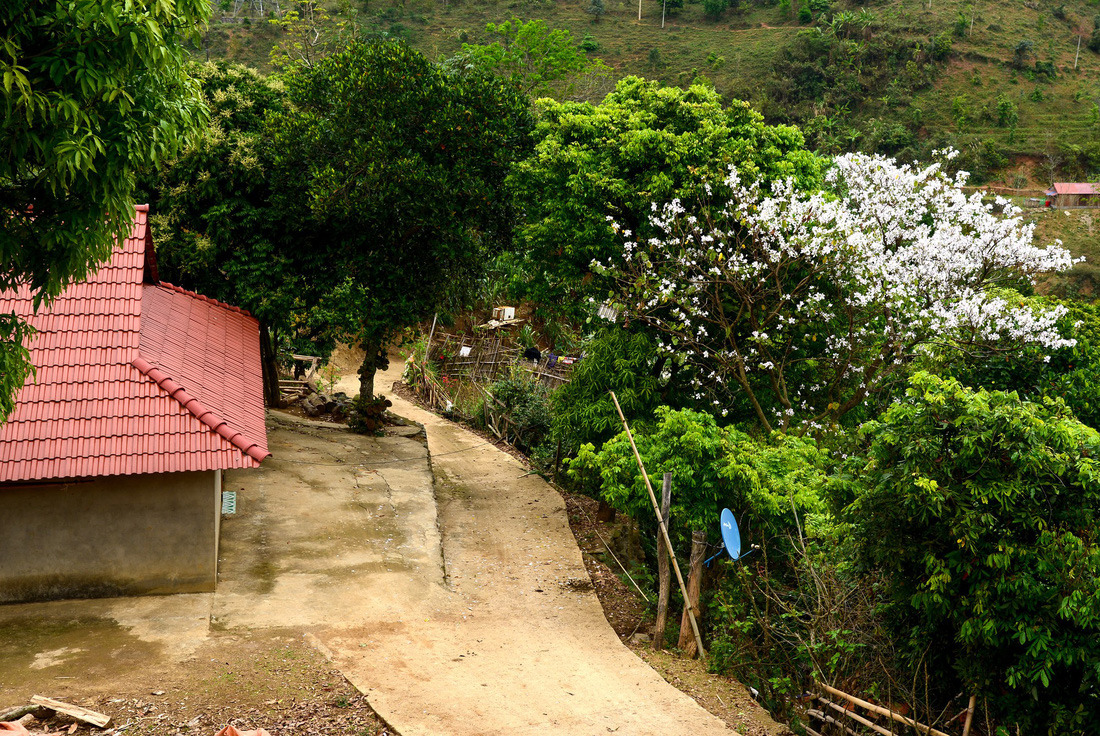 Cung đường 100km ngắm hoa ban rực rỡ miền Tây Bắc - Ảnh 8.