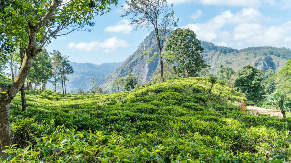 Băng qua những đồi chè xanh mướt ở Sri Lanka - Ảnh 1.