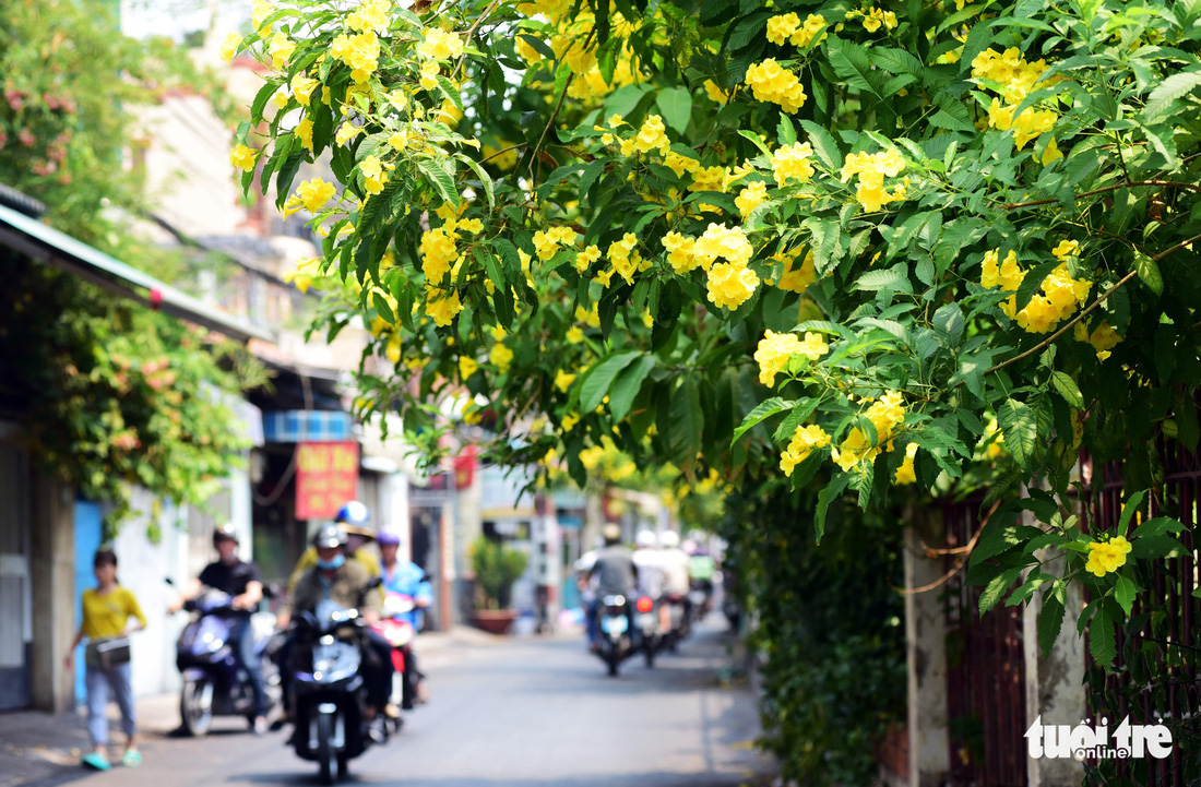 Hoa huỳnh liên rợp bóng đường ray xe lửa chiều Sài Gòn - Ảnh 6.