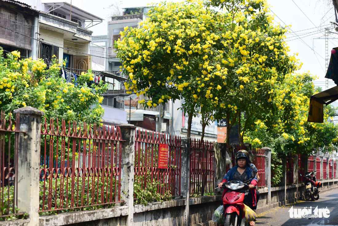 Hoa huỳnh liên rợp bóng đường ray xe lửa chiều Sài Gòn - Ảnh 8.