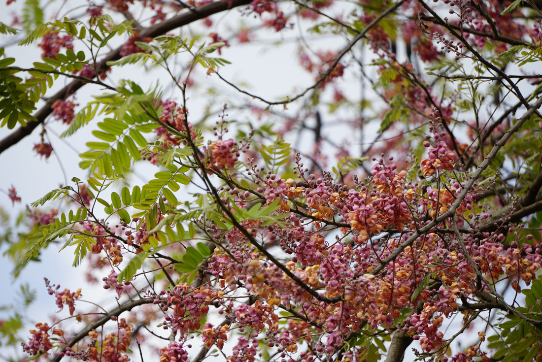 Thương ơi là thương chùm bông ô môi rực hồng tháng 3 miền Tây - Ảnh 2.