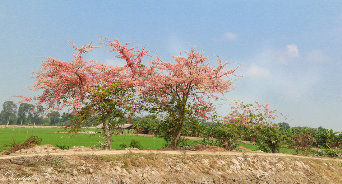 Thương ơi là thương chùm bông ô môi rực hồng tháng 3 miền Tây - Ảnh 5.