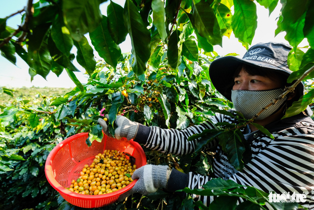 Đẹp mê ly mùa hái hạt vàng ở Đà Lạt - Ảnh 3.