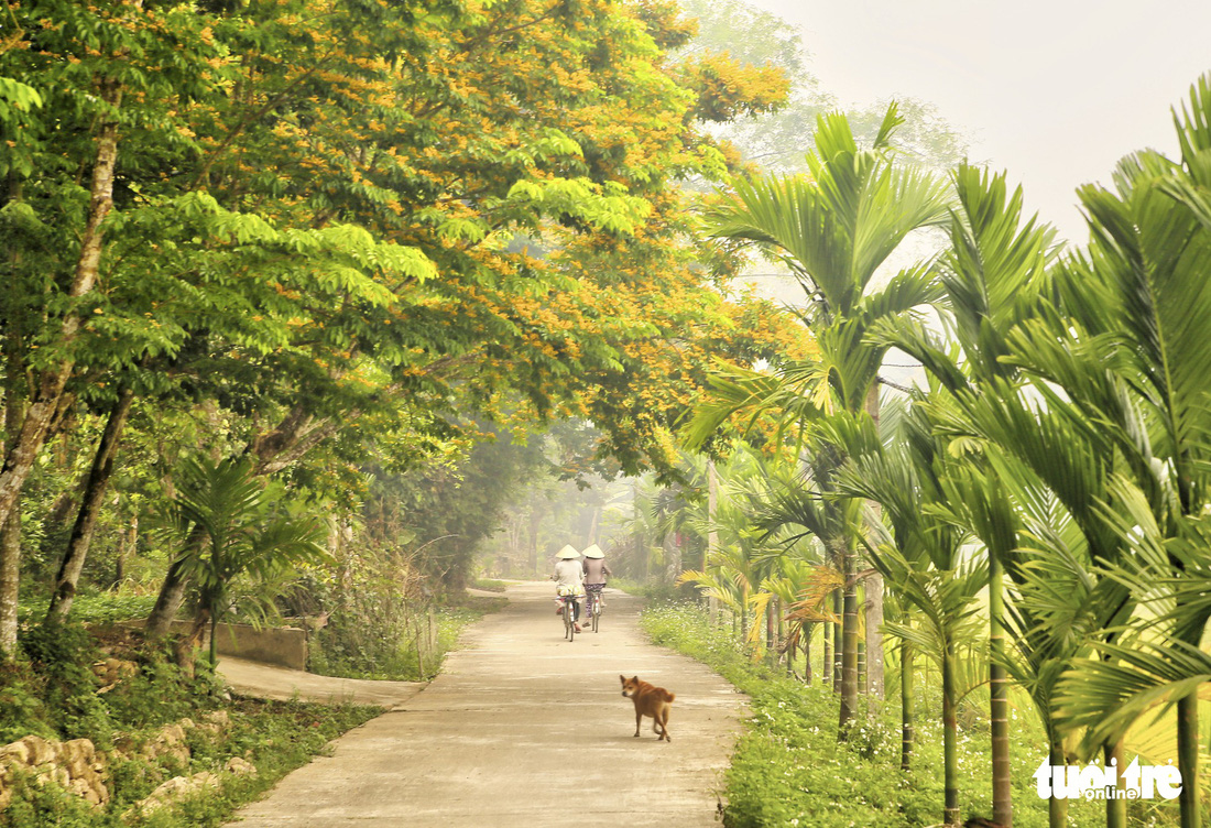 Mùa hoa sưa vàng đẹp như tranh ở xứ Quảng - Ảnh 6.