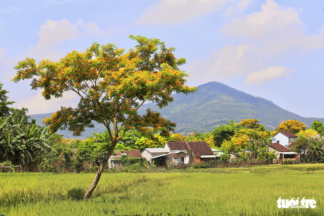 Mùa hoa sưa vàng đẹp như tranh ở xứ Quảng - Ảnh 9.